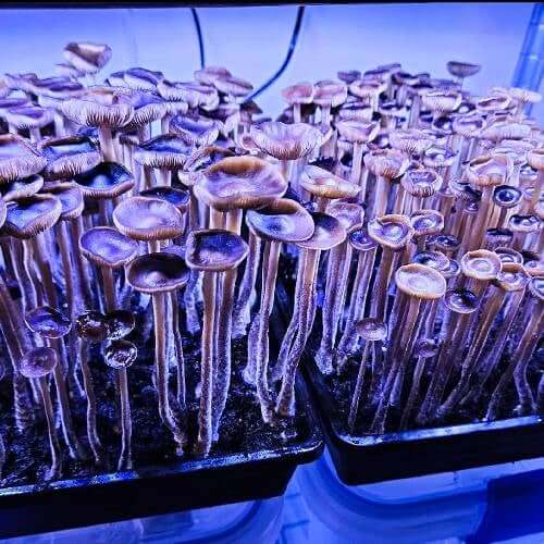 Mushrooms