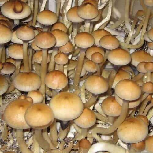 Nepal Mushroom Spores