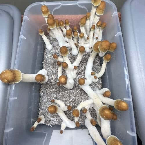 Penis Envy Mushroom