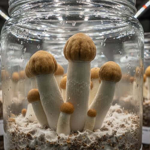 Mushrooms