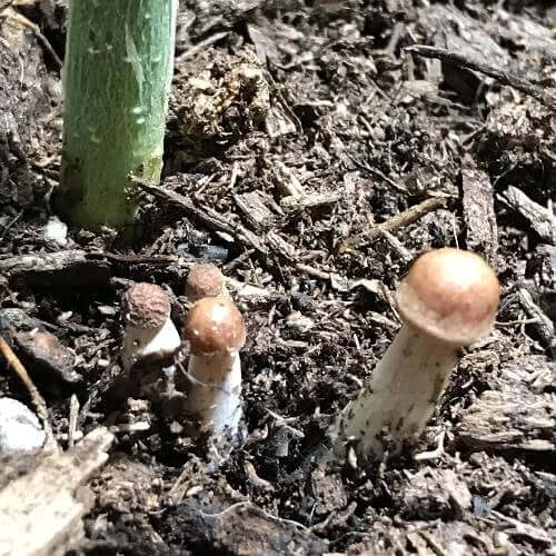 Penis Envy Spores