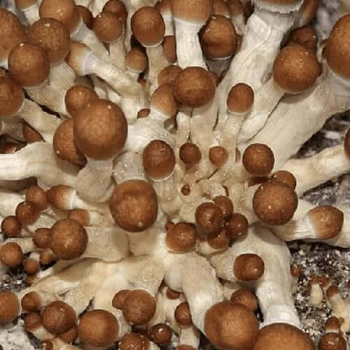 Penis envy