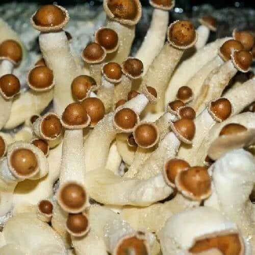 Penis Emvy Mushrooms