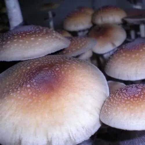 Pink Buffalo Mushrooms