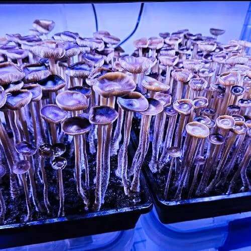 Psilocybin Spores
