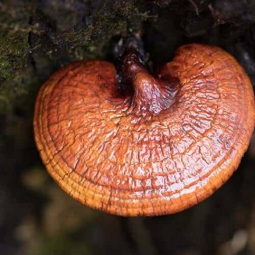 Reishi Mushroom Spores