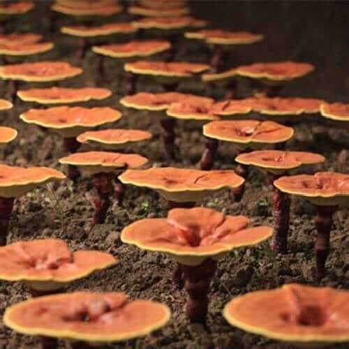 Reishi Spores