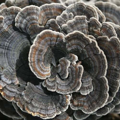 Turkey Tail Mushrooms