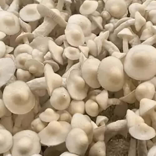 White Rabbit Mushrooms