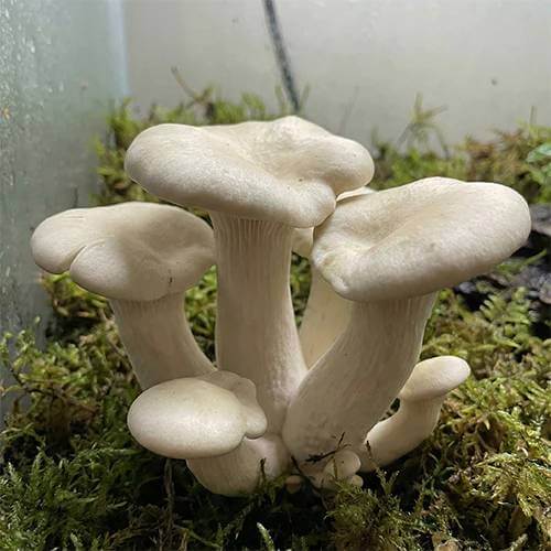 albino makilla gorilla mushroom spore syringe