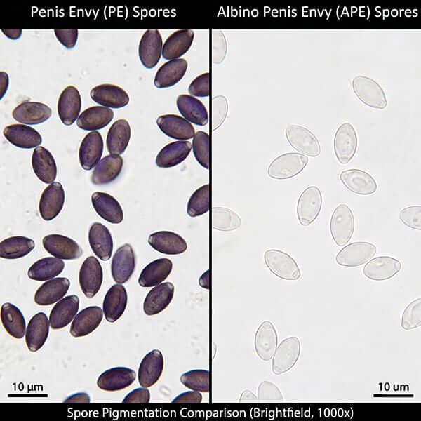Albino Penis Envy vs standard Penis Envy spores under microscope pigmentation comparison