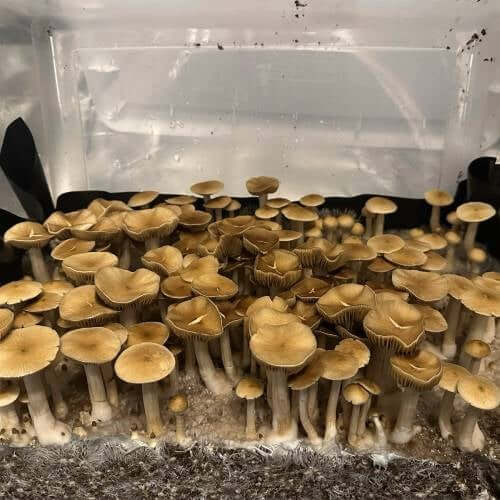 Blue Magnolia Mushrooms