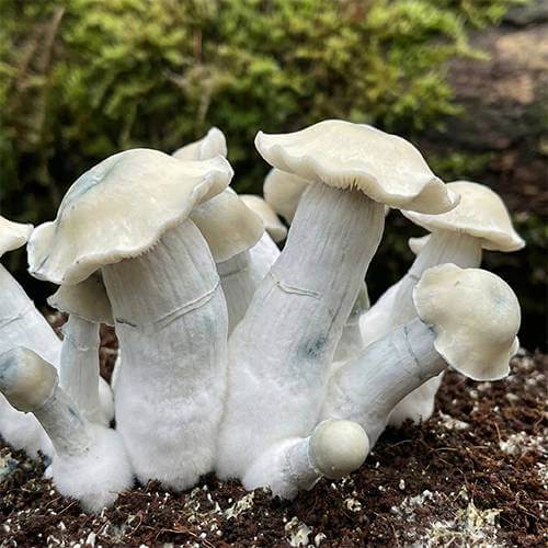 Bluey Vuitton Isolated Spore