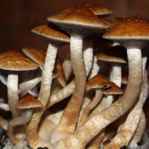 Brightfield vs. Phase Contrast for Spore Observation: Pros, Cons, and Use Cases