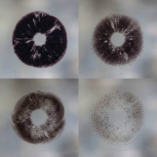 Comparing Koh to Other Cubensis Spore Prints