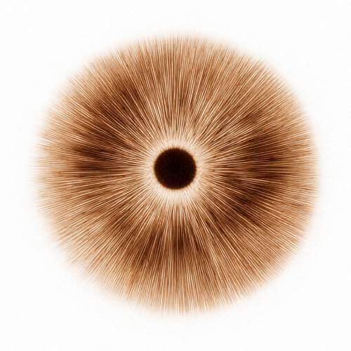 Corumba Mushroom Spore Print Storage