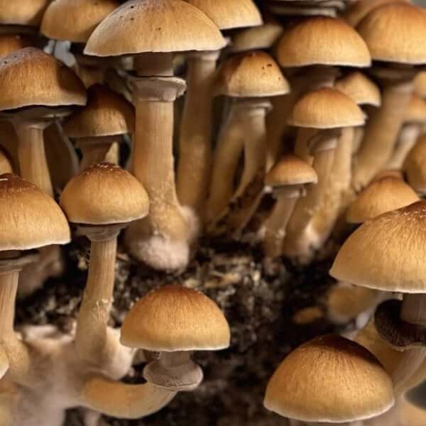 Golden Mammoth Spores