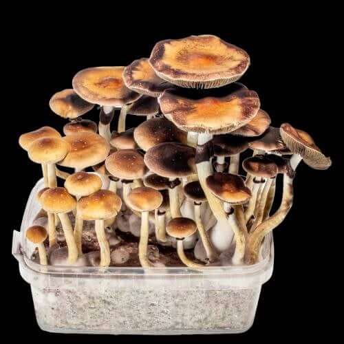 Golden Teacher Mushrooms