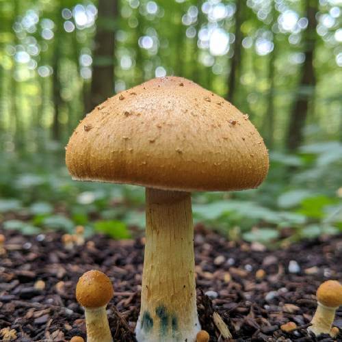 Golden Teacher Mushroom