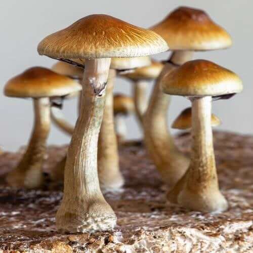 Golden teacher muchroom