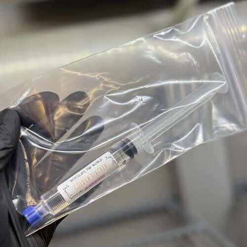 Golden Teacher Spores