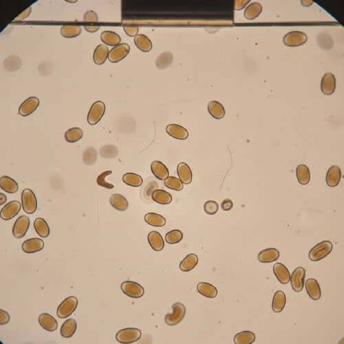 Gulf Coast spores