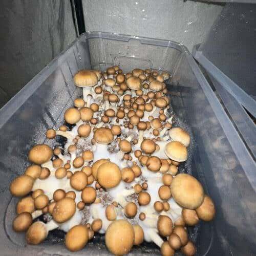 Hillbilly Mushrooms