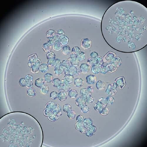 Jack Frost spores