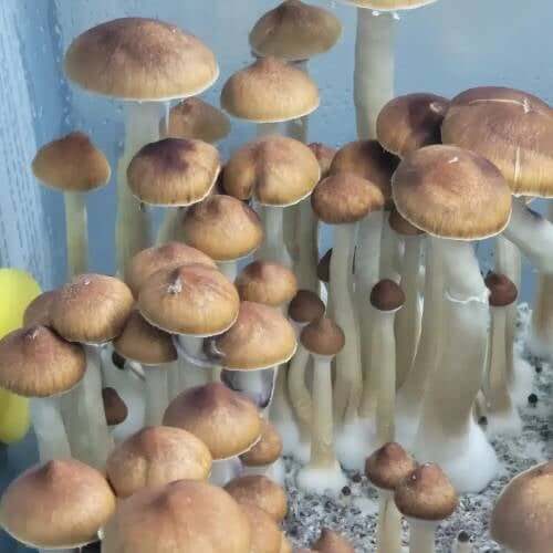 JMF Mushrooms