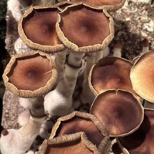Koh Mushroom Spore