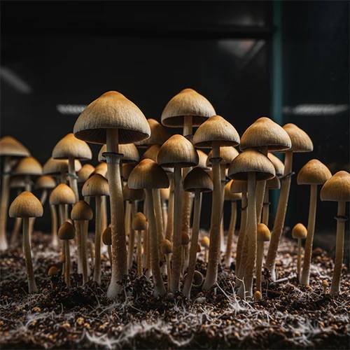Mexicana Mushroom Spore