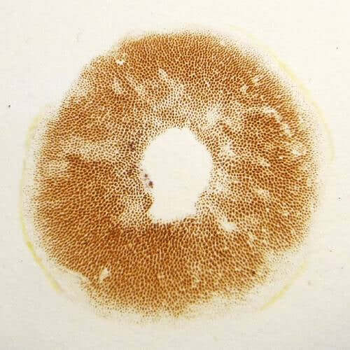 Mushroom Spore Print