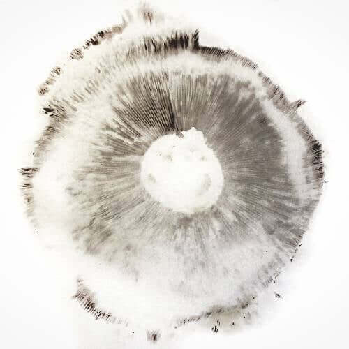 Mushroom Spore Print