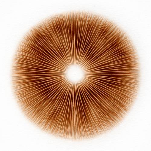 Mushroom Spore Prints