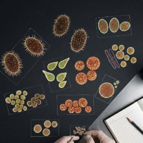 Overview South American Spores