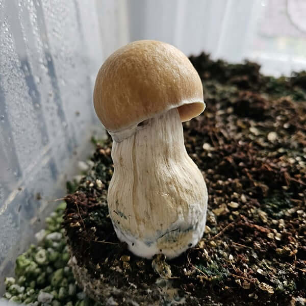 Penis Envy Psilocybe cubensis thick stem bulbous cap morphology