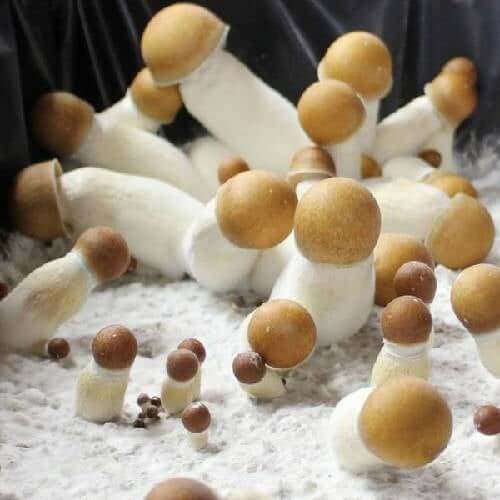 Penis Envy Mushrooms