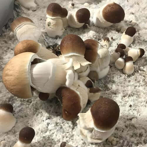 Penis Envy Mushrooms
