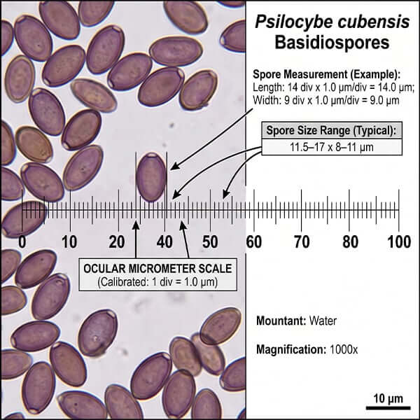 Psilocybe cubensis basidiospores calibrated ocular micrometer measurement
