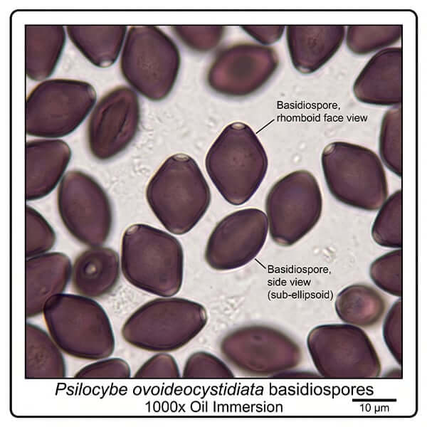 Psilocybe ovoideocystidiata basidiospores rhomboid face view 1000x oil immersion