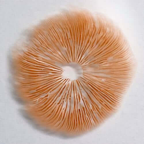 Spore Print