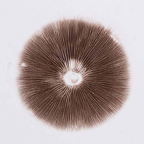 spore print