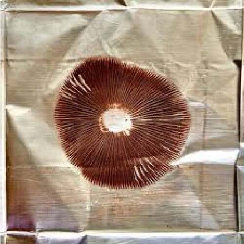 Spore Print