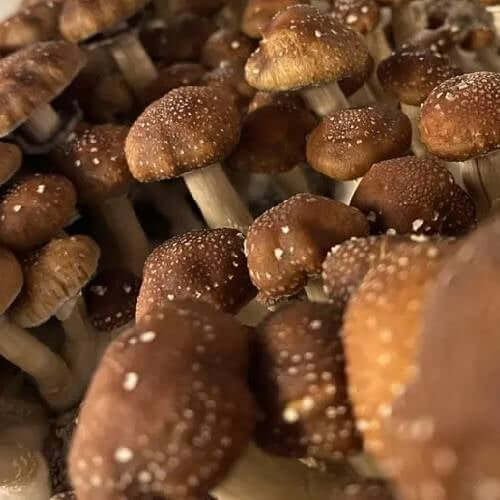 Mushrooms
