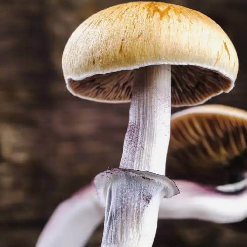 The Historical Roots of the Mazatec Variety