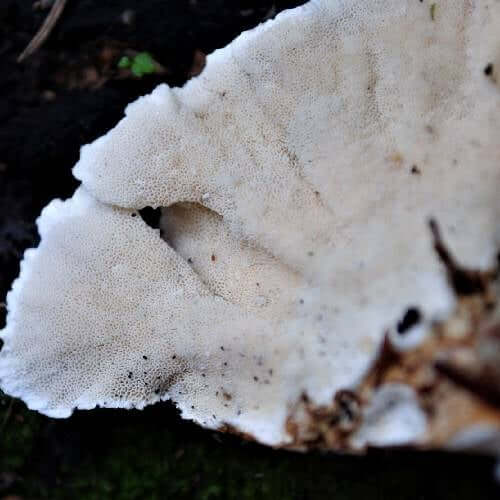 Turkey Tail Mushrooms