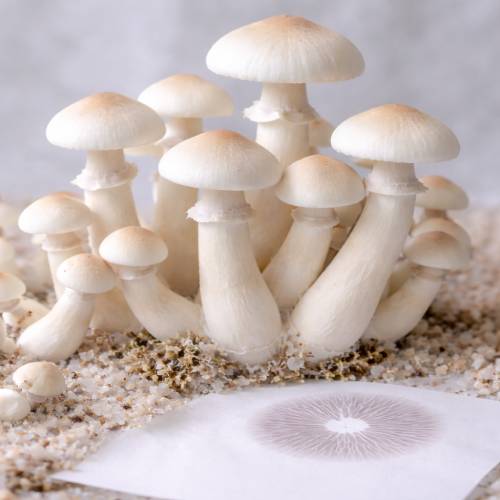 Understanding Leucism in Mushrooms