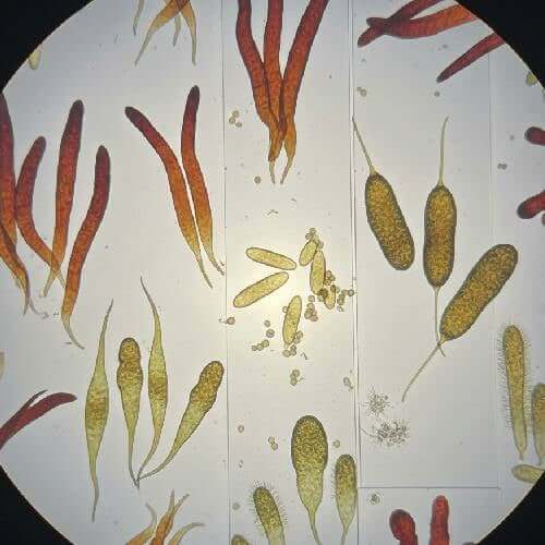 What Cordyceps Is (High-Level)