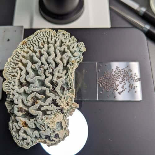 What Is the Enigma Mutation?