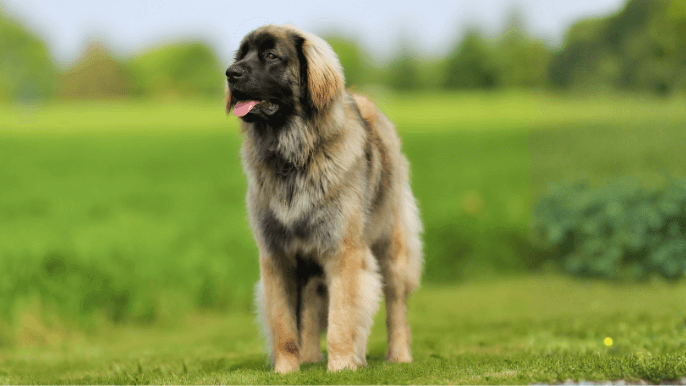 Leonberger Temperament